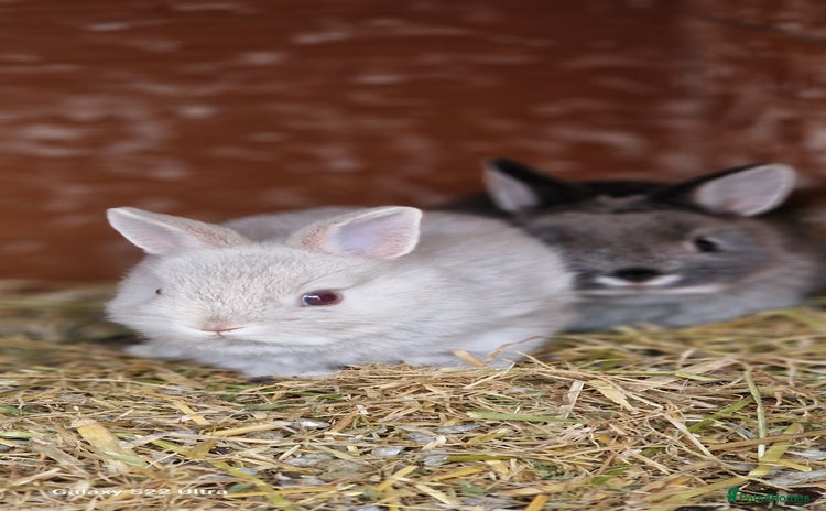 Netherland Dwarf rabbits - Advert 3