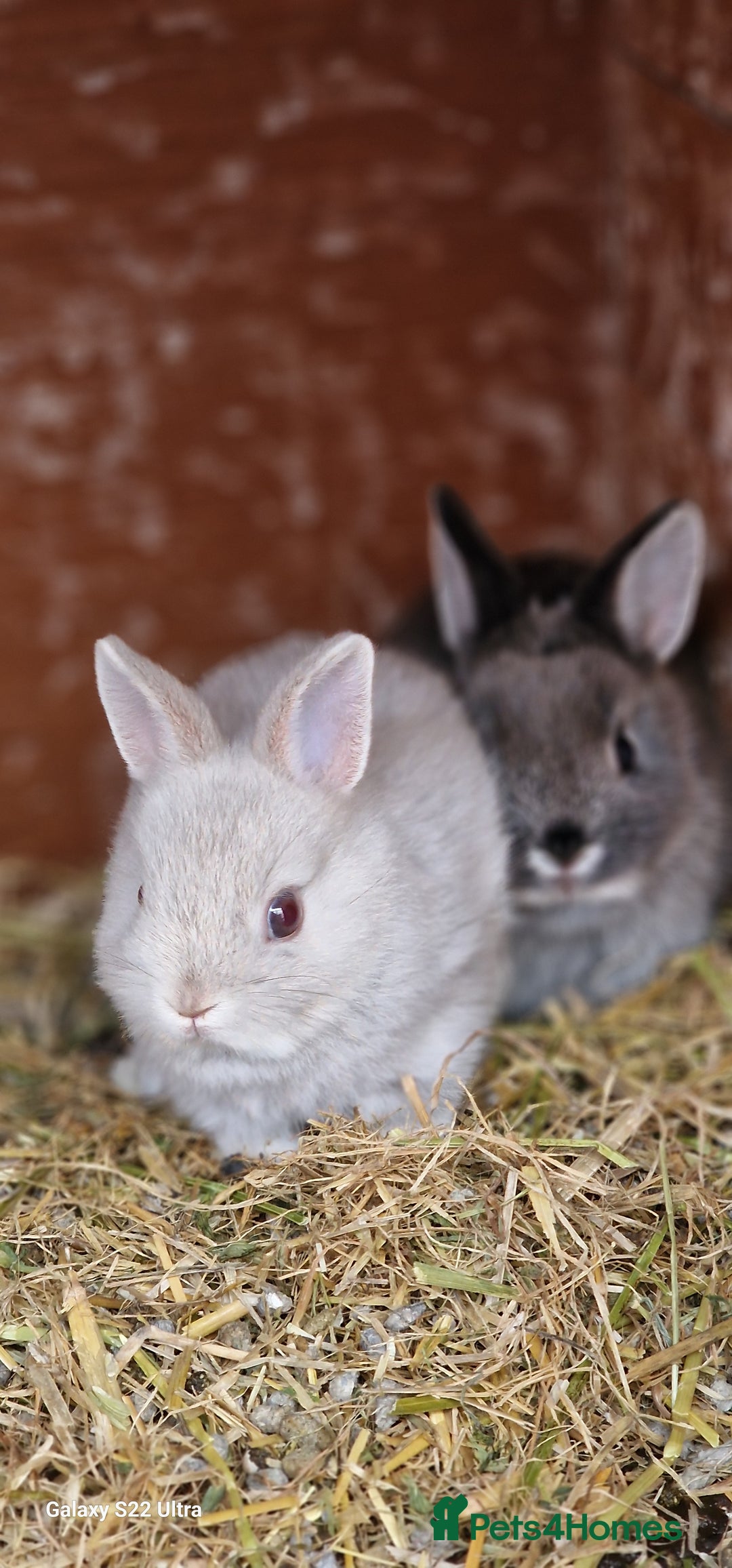 Netherland Dwarf rabbits for sale: Various Netherland Dwarfs available from £20 - Image 1