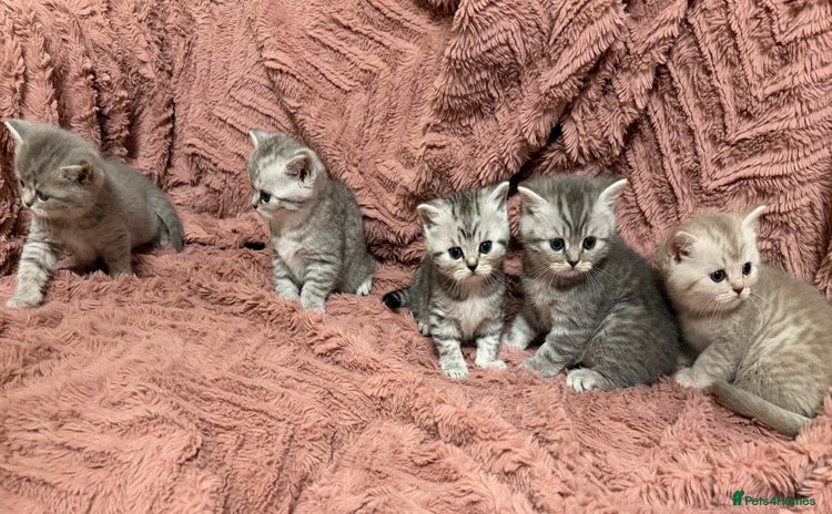 Persian cats - Advert 1