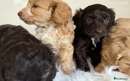 Cockapoo dogs for sale: F1 Cockapoo’s  - Image 5