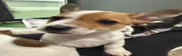Jack Russell dogs for sale: Jack Russel pups in Congleton - Advert 7