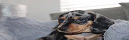 Dachshund dogs for sale: LAST 2 DACHSHUNDS LOOKING FOR THEIR FOREVER HOMES - Advert 10