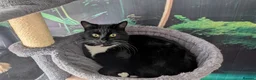 Mixed Breed cats for sale: Loving Bonded Pair of Cats For Sale - Male ,Female - Advert 4