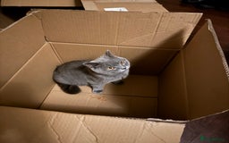 British Shorthair cats for sale: British short hair  - Image 1