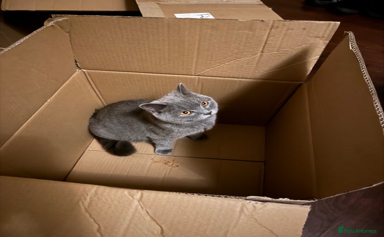British Shorthair cats - Advert 1