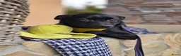 Mixed Breed dogs for adoption: ❤️🐶 INDY – DELICATE LIKE CRYSTAL, FULL OF LOVE in Burton-on-Trent - Advert 5