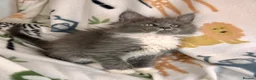 Maine Coon cats for sale: Exceptional TICA Pedigree Maine Coon Kittens - Advert 20