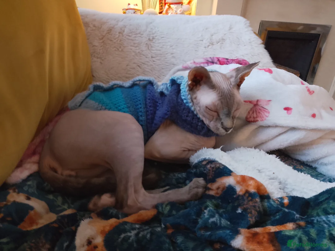 Sphynx cats for sale: Male sphynx for sale, needs a new loving home  - Advert 2