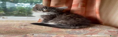 Siberian 4