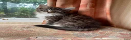 Siberian cats for sale: Beautiful Siberian cross kittens  - Advert 3