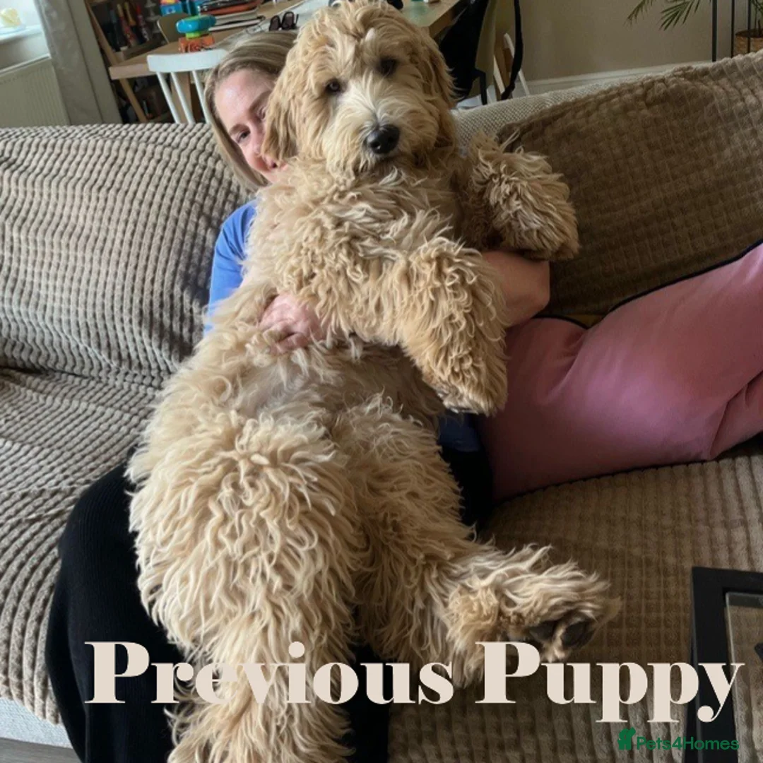 Double Doodle dogs for sale: Nell is expecting Double Doodles  - Advert 7