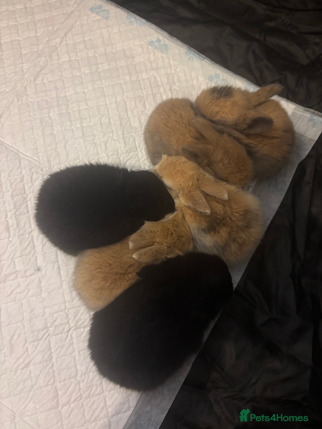 Mixed Breed rabbits for sale: Baby bunnies for sale! - Advert 3