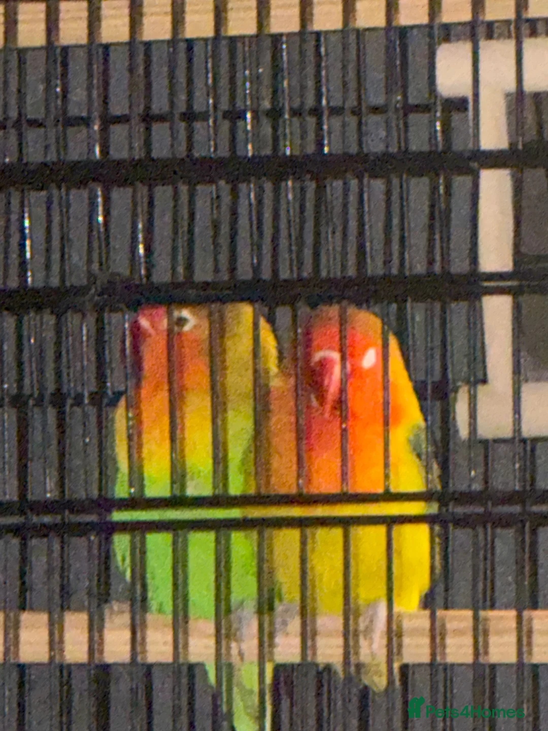 Lovebirds birds for sale: LOVE BIRDS - Advert 2
