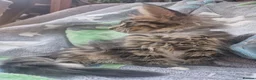 Maine Coon cats for sale: Maine Coon and mix Maine coon - Advert 2
