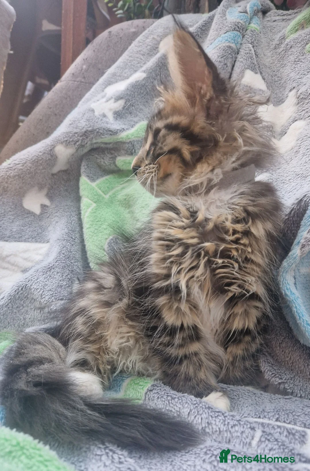Maine Coon cats for sale: Maine Coon and mix Maine coon - Advert 2