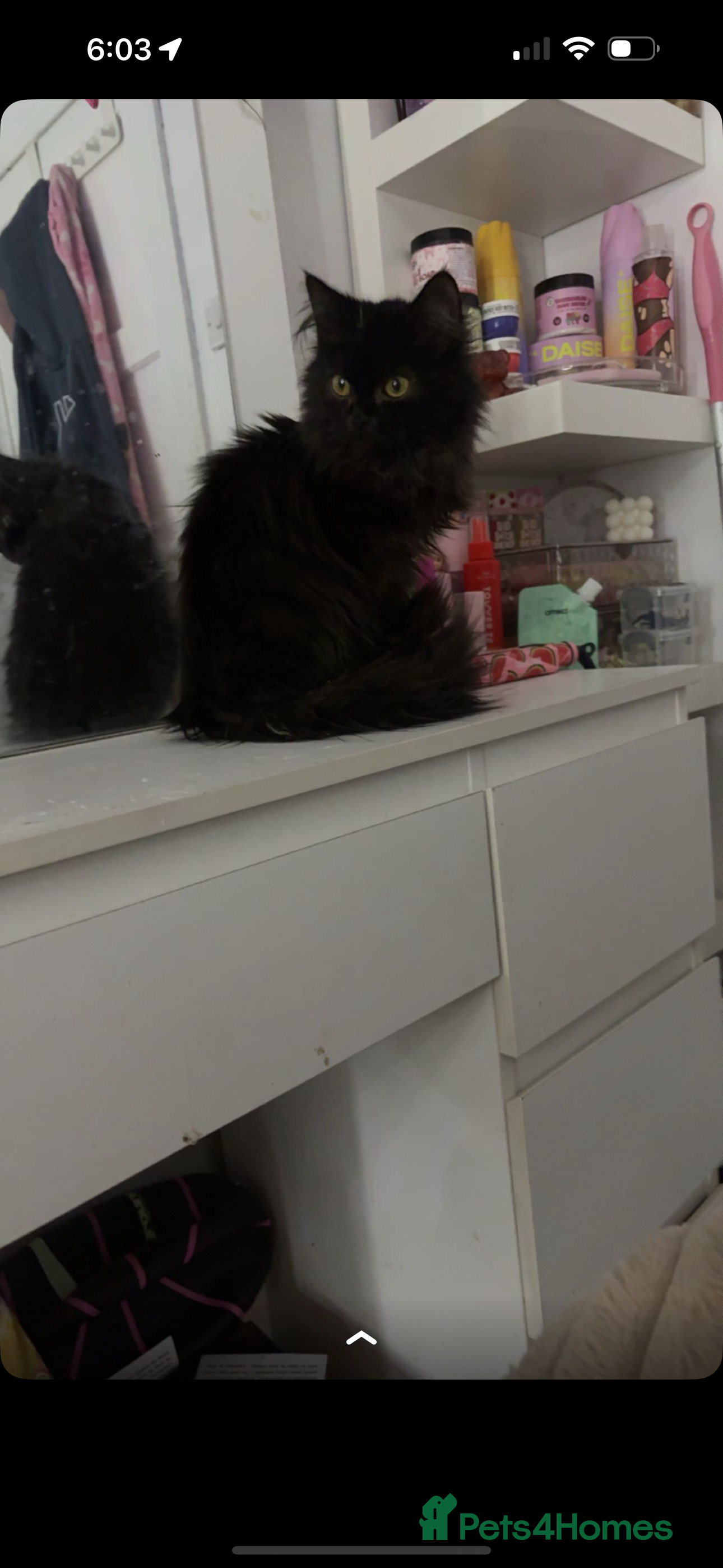 Maine Coon cats Half maincoon female cat  - Advert 1