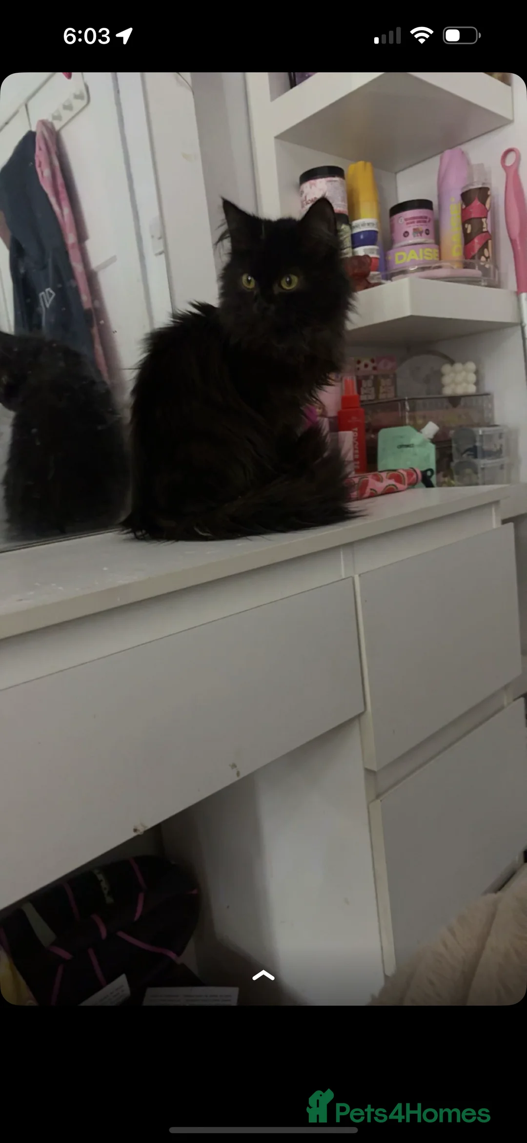 Maine Coon cats for sale: Half maincoon female cat  - Advert 1