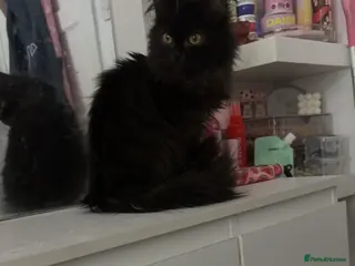 Maine Coon cats Half maincoon female cat - Advert 1