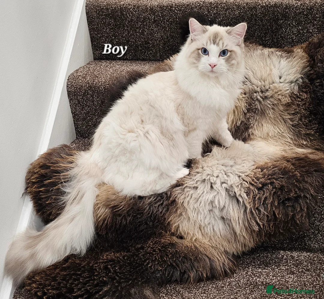 Ragdoll cats for sale: BOY ACTIVE GCCF  - Advert 10