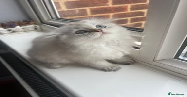 Scottish Fold cats - Advert 12