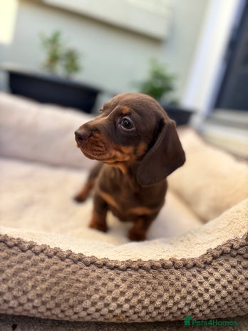 Miniature Dachshund dogs - Advert 2