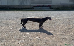 Lurcher dogs for sale: Lurcher - Image 5