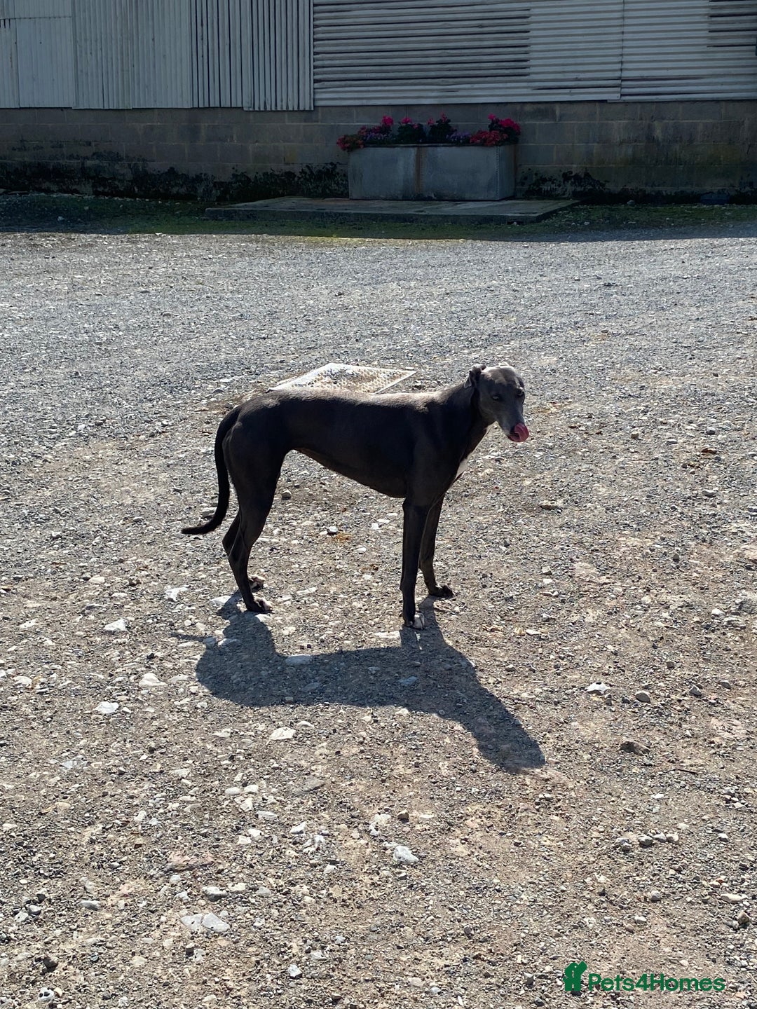 Lurcher dogs for sale: Lurcher - Image 5