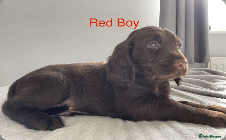 Sprocker dogs in Saint Helens - Advert 2