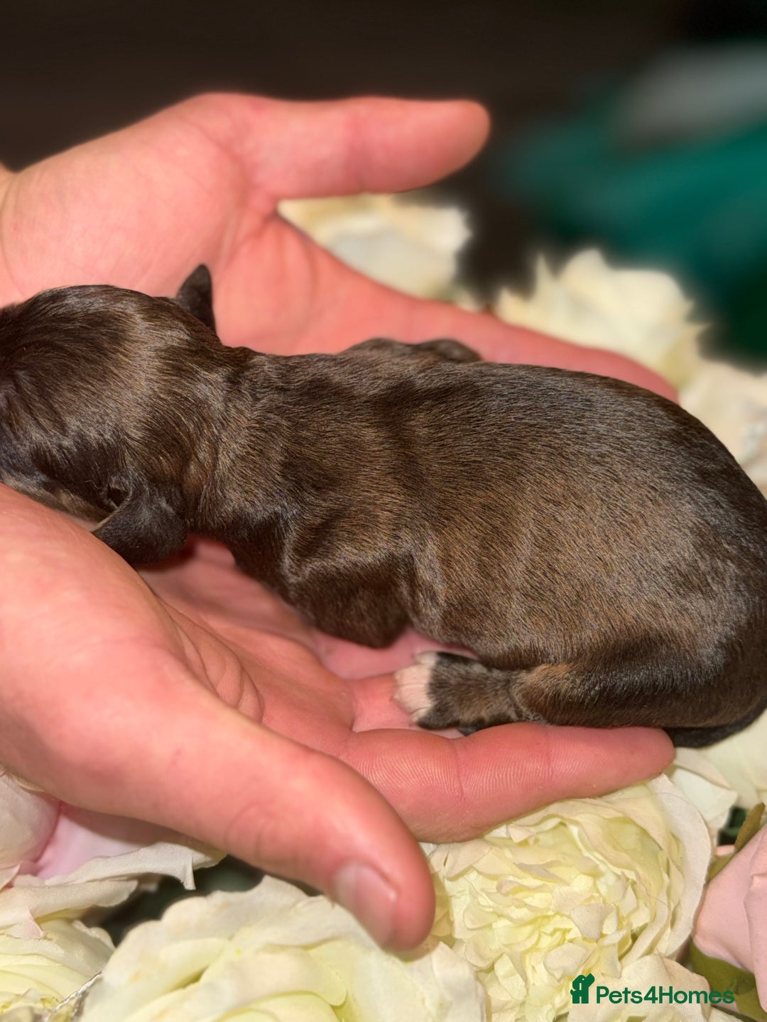 Cocker Spaniel dogs for sale: Merle cocker spaniels  - Image 14