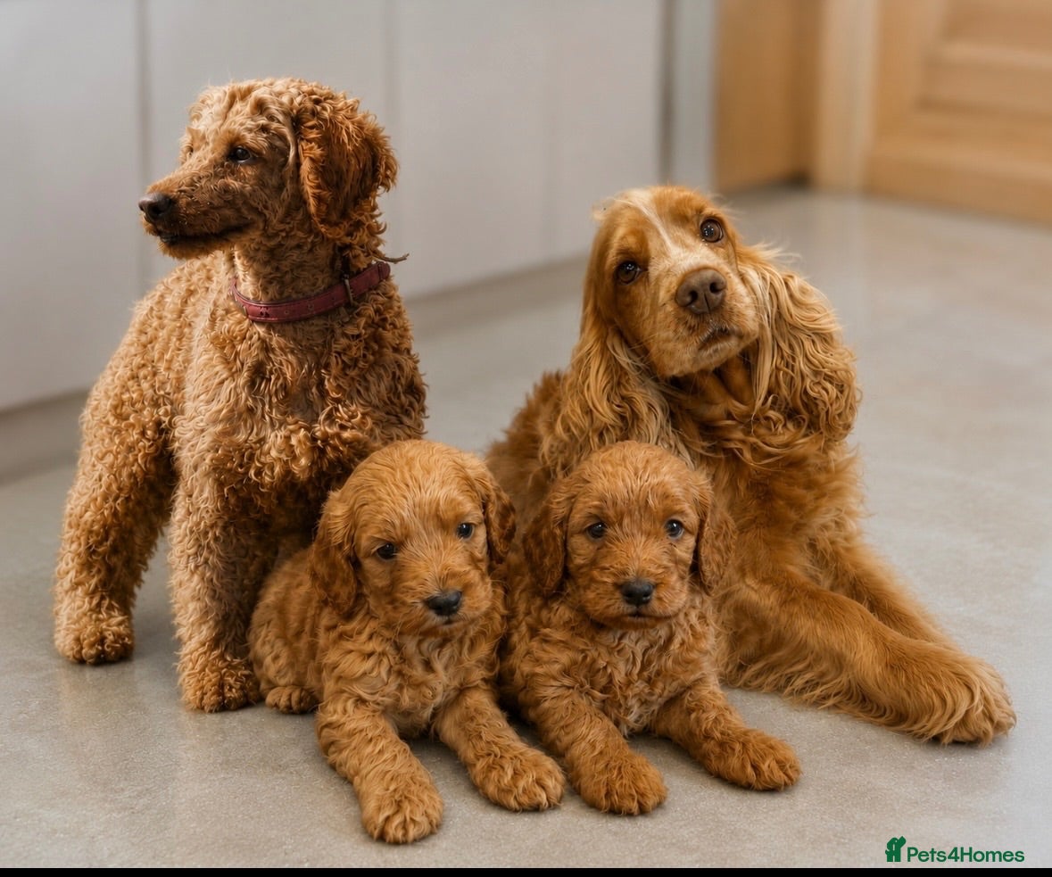 Cockapoo dogs Beautiful F1 cockapoo’s  - Advert 1