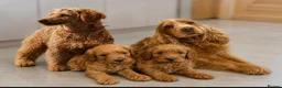 Cockapoo dogs for sale: Beautiful F1 cockapoo’s  in Brigg - Advert 1