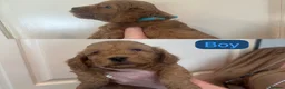 Cockapoo dogs for sale: F1 Cockapoo Puppy’s  - Advert 8