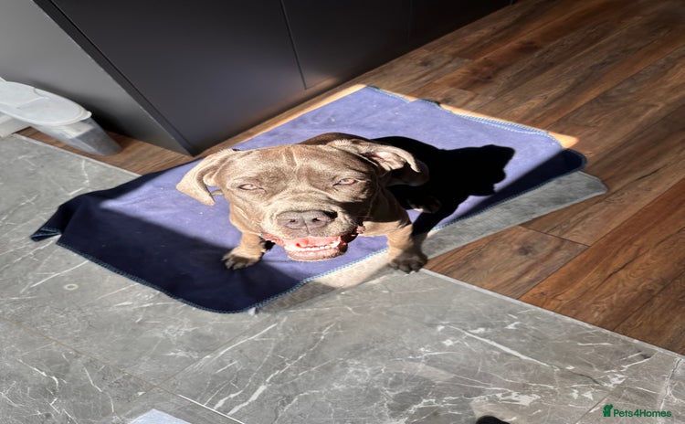 Cane Corso dogs - Advert 1