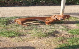 Miniature Dachshund dogs for sale: Miniature dachshund puppies  in Lincoln - Image 2