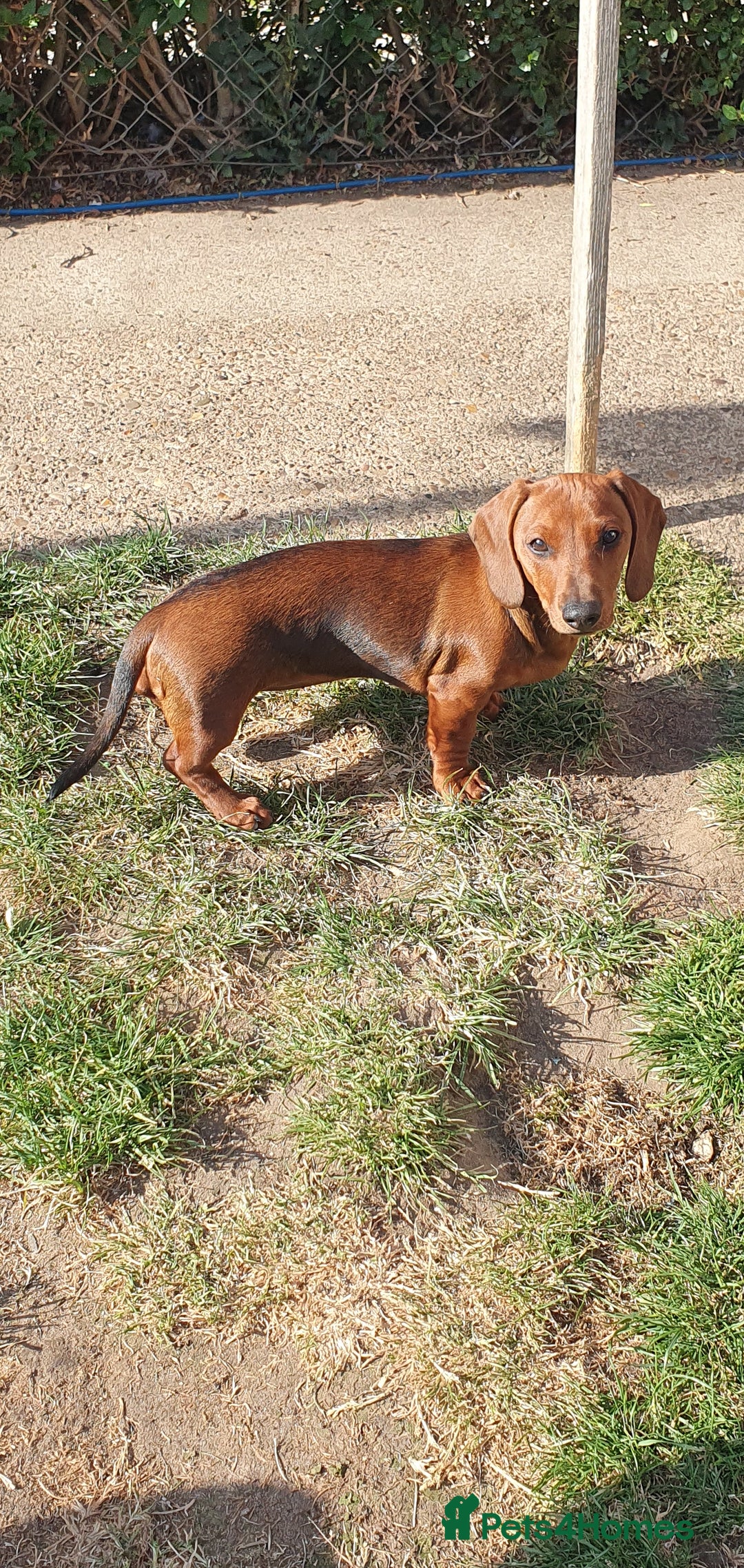 Miniature Dachshund dogs for sale: Miniature dachshund puppies  in Lincoln - Image 2