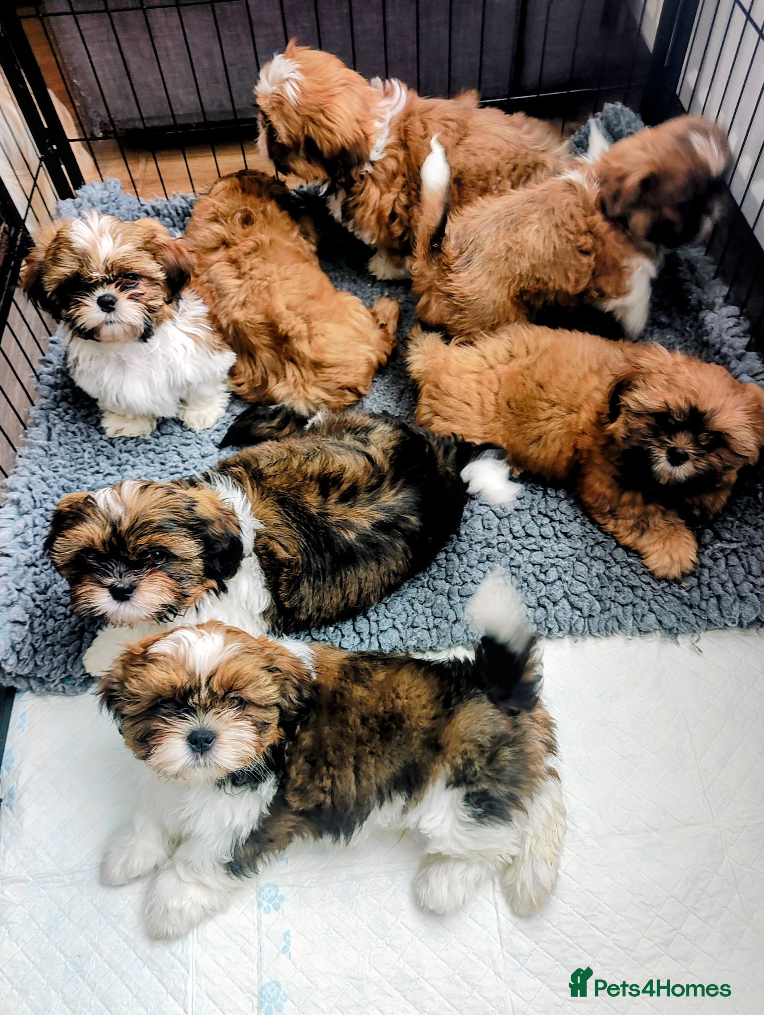 Shih Tzu dogs Shih tzu puppies for sale - Advert 1