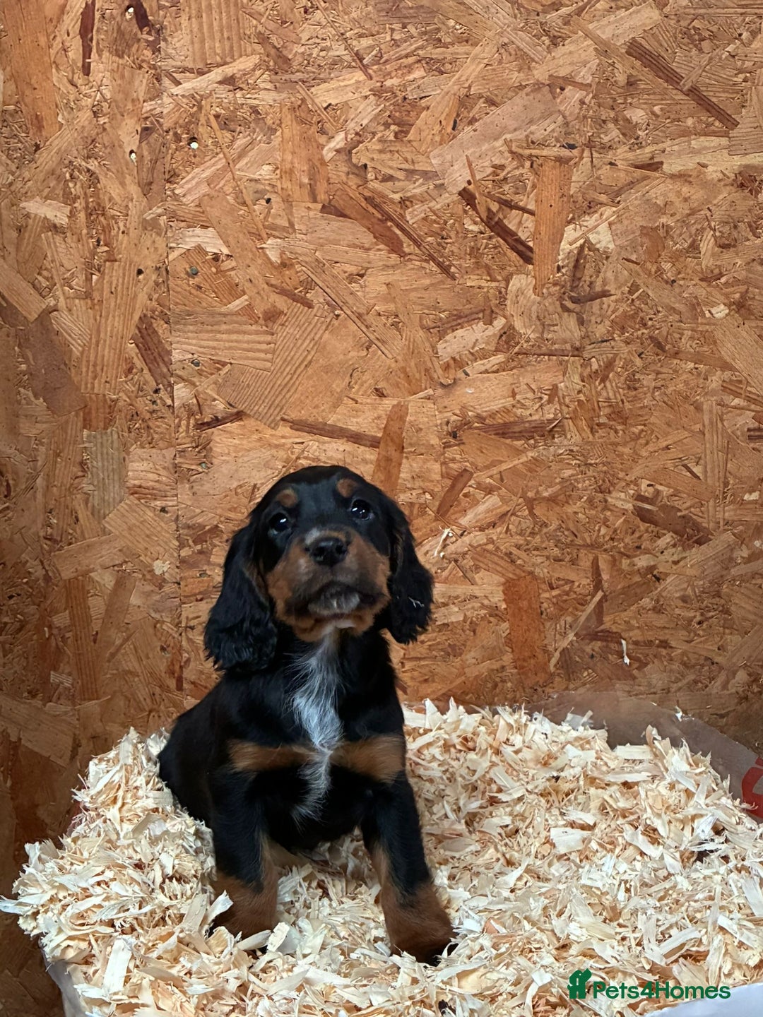 Cocker Spaniel dogs for sale: Working cocker spaniels  - Advert 5