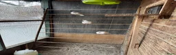 Mixed Breed birds for sale: Mix breed Canary Dove      - Advert 8