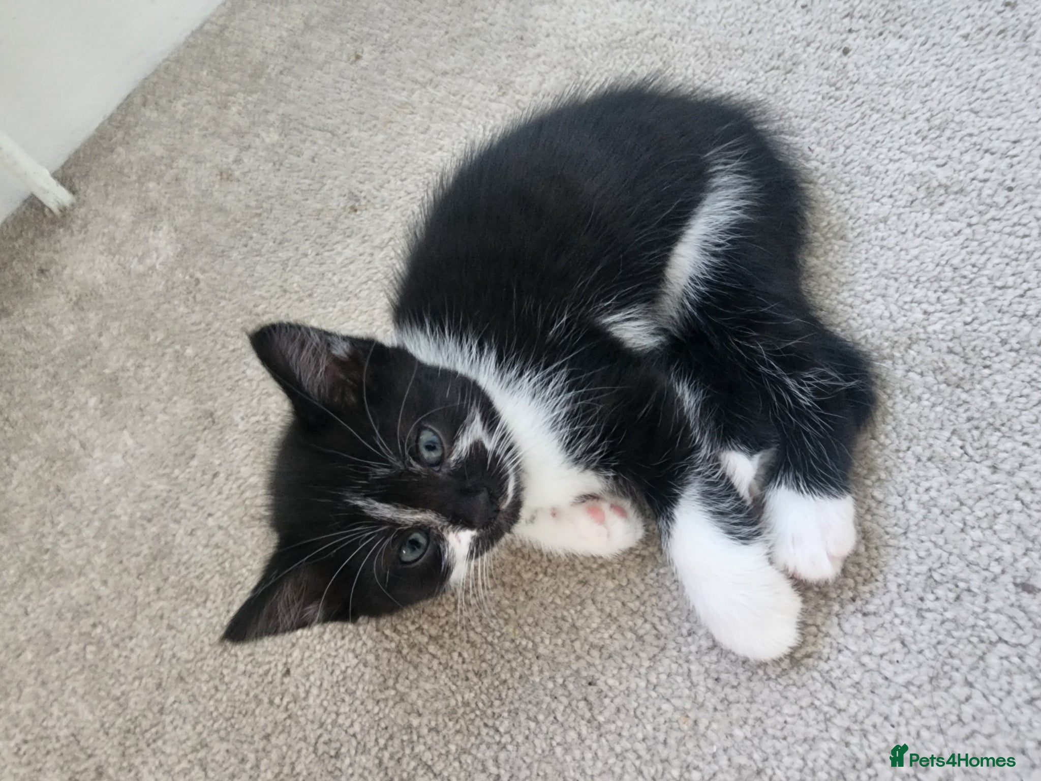 Mixed Breed cats for sale: 2 little Tuxedo new born kittens - Advert 14