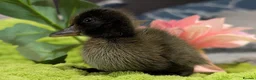 Mixed Breed poultry for sale: 🦆💛 **ONLY 3 DUCKLINGS LEFT!** 💛🦆 - Advert 6