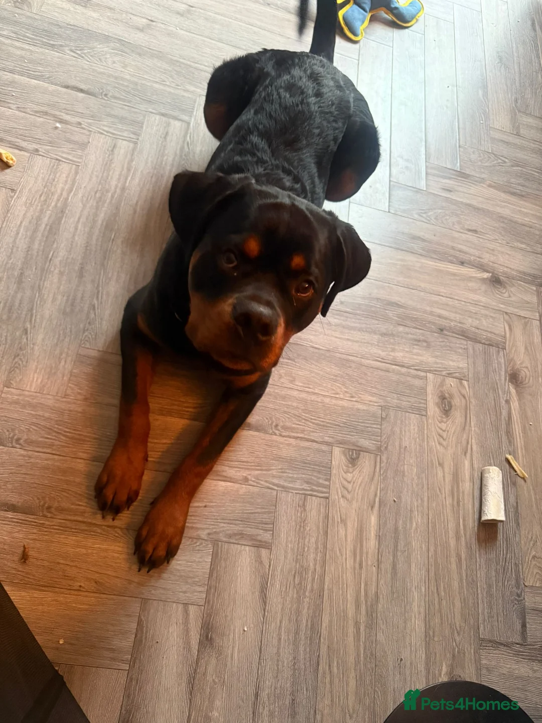 Rottweiler dogs for sale: 10 month old male Rottweiler (Rocky) - Advert 2