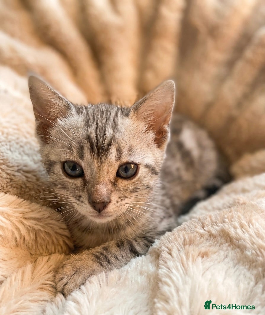 Bengal cats Meet Aspen A Icy-Silver Bengal GCCF registered✨ - Advert 7