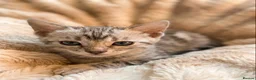 Bengal cats for sale: Meet Aspen A Icy-Silver Bengal GCCF registered✨ - Advert 1