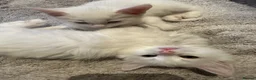 Turkish Angora cats for sale: Turkish angora kittens  - Advert 17
