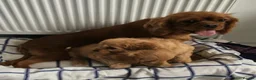 Cavapoo dogs for sale: Health tested cavapoo puppies - Advert 3