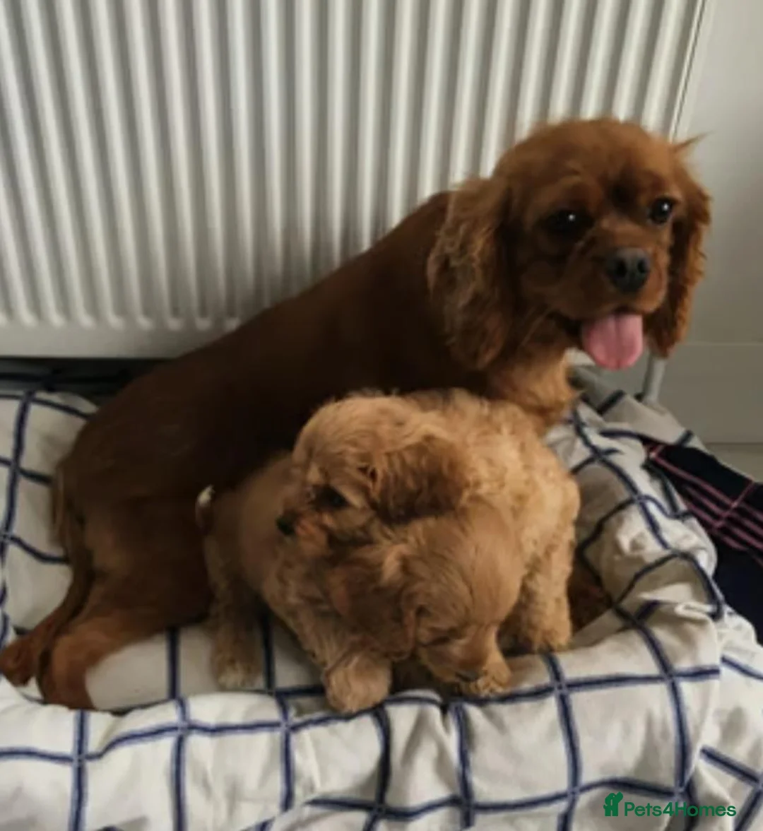 Cavapoo dogs for sale: Health tested cavapoo puppies - Advert 3