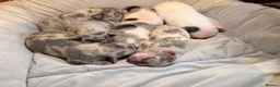 French Bulldog dogs for sale: 🌟Exceptional KC Reg French Bulldog Puppies🌟 - Advert 23