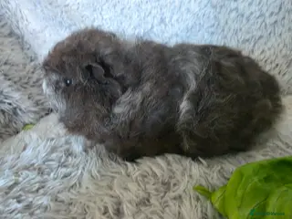 Guinea Pig rodents Swiss boys - Advert 17