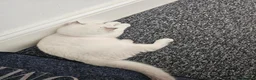 Scottish Fold cats for sale: Scottish fold kitten 4months old beautiful boy in London - Advert 10