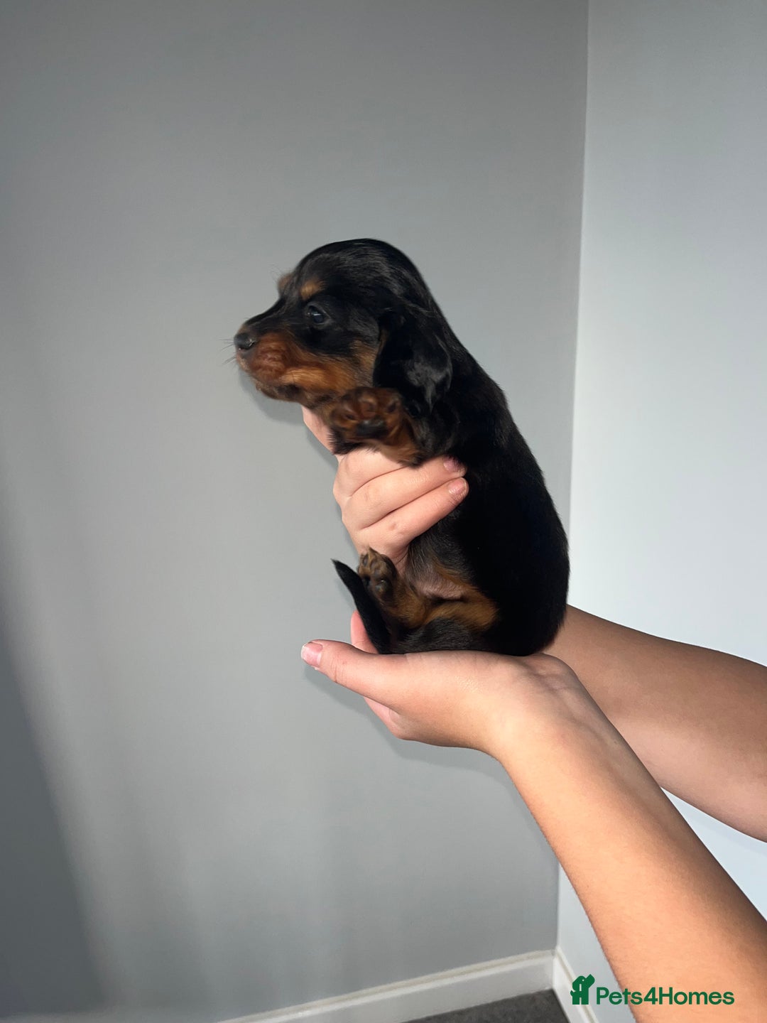 Miniature Dachshund dogs for sale: 🌟 KC registered longhair miniature dachshunds  - Image 5